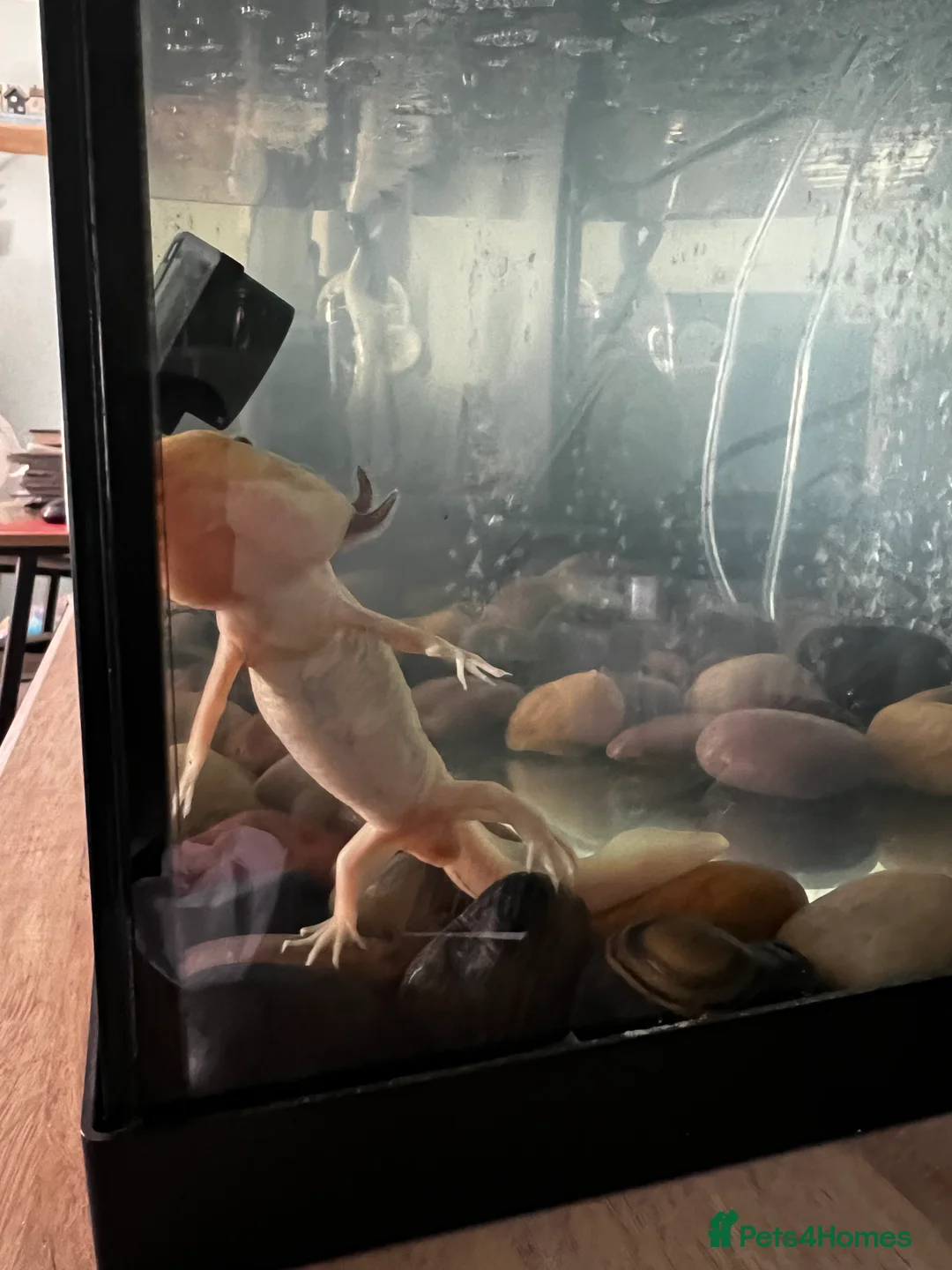 Axolotl reptiles for sale: “Axol” the Axolotl needs a new home - Advert 2