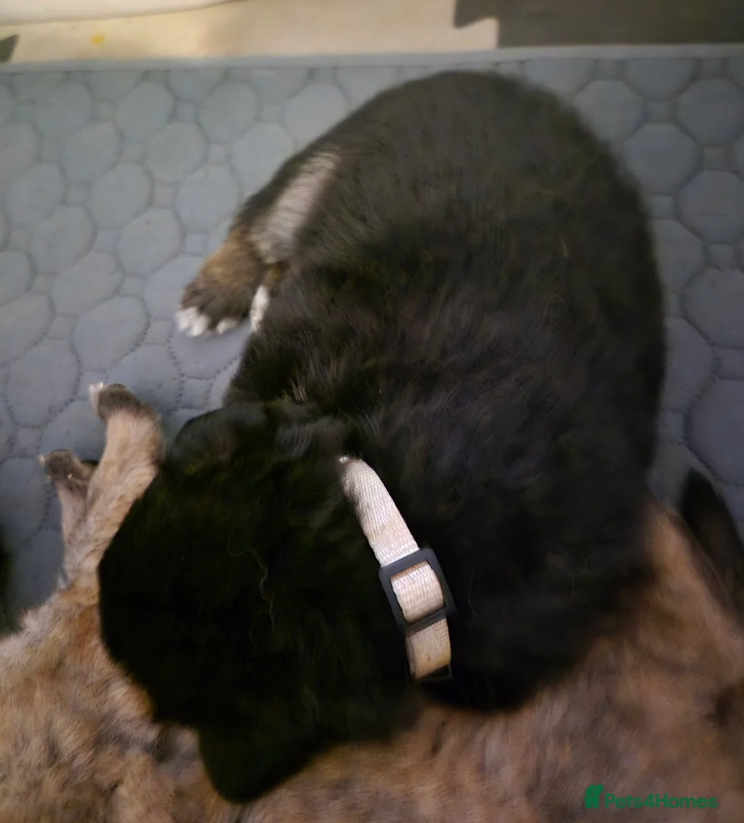 German Shepherd dogs for sale: German shepherd puppies - Advert 9