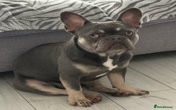 French Bulldog dogs for stud: Lilac and Tan French Bulldog Stud  - Image 1