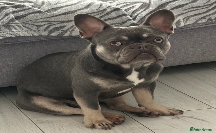 French Bulldog dogs - Advert 8