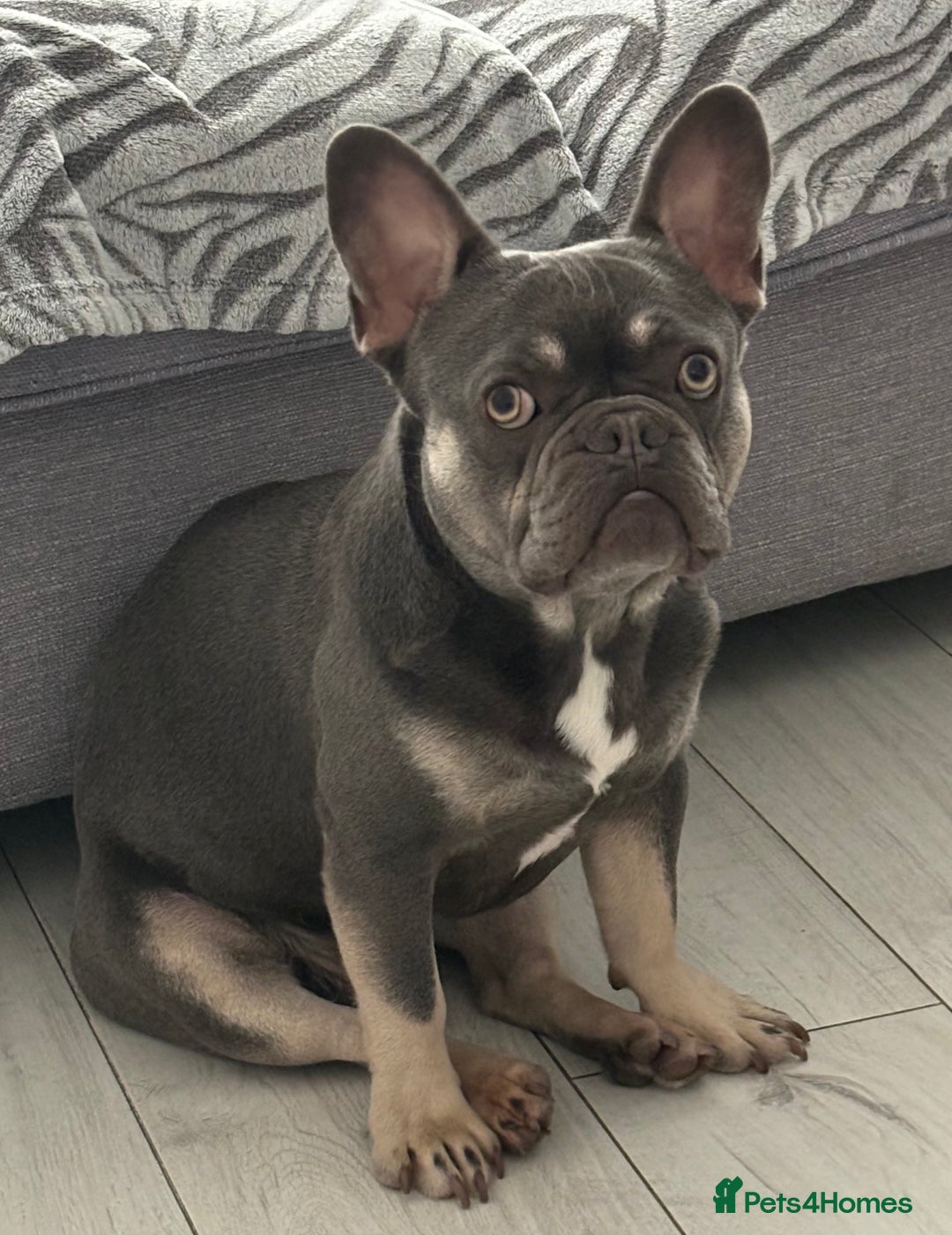 French Bulldog dogs for stud: Lilac and Tan French Bulldog Stud  - Image 1