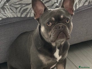 French Bulldog dogs - Advert 26