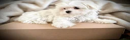Maltese dogs for sale: 🌟  KC Registered Maltese Puppies Ready 🌟 - Advert 16