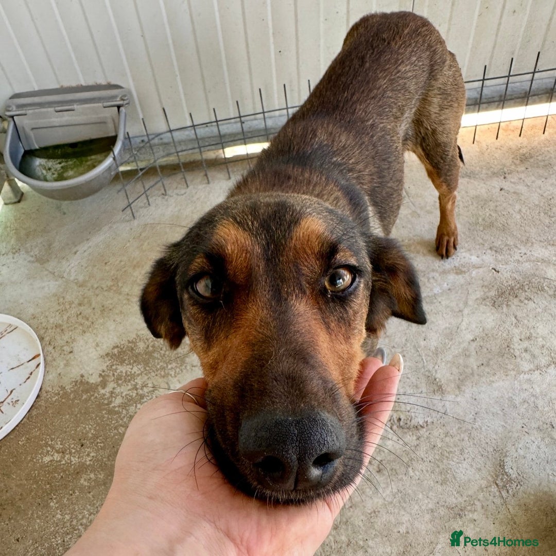 Mixed Breed dogs for adoption: Scout (Small Shepherd/Hound mix) - Image 5
