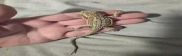 Bearded Dragon reptiles for sale: Baby bearded dragons for sale £80 each  - Advert 3