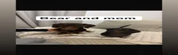 Dachshund dogs for stud: Beary Boy❤️ - Advert 11