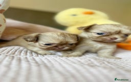 Shih Tzu dogs for sale: ONE PUPPY AVAILABLE READY NOW - Image 16