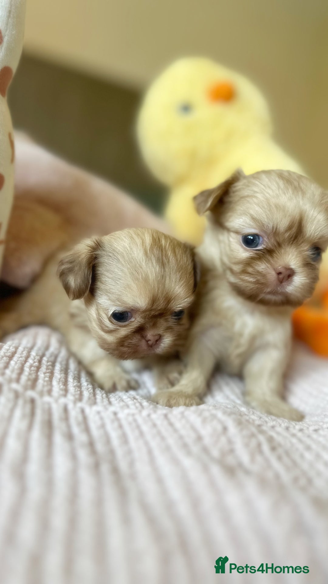 Shih Tzu dogs for sale: ONE PUPPY AVAILABLE READY NOW - Image 16