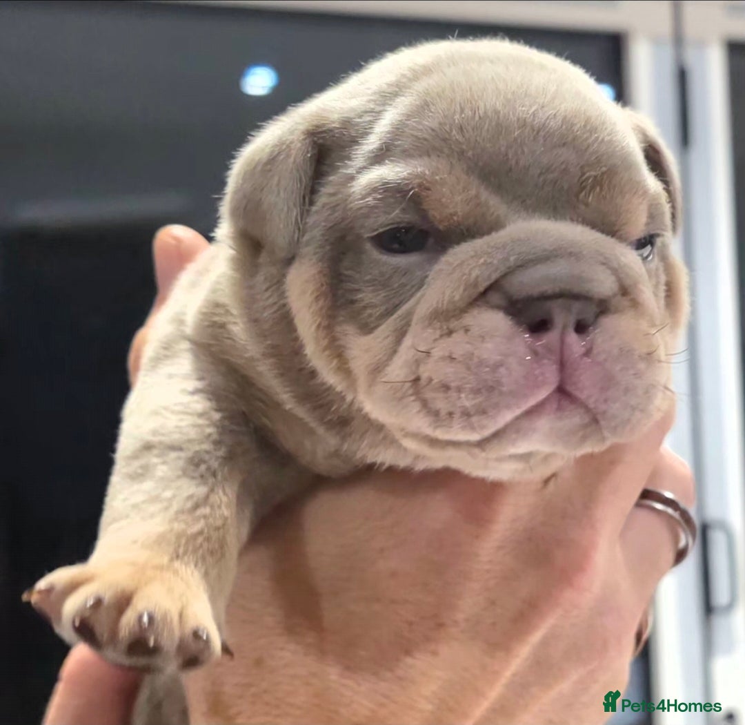 English Bulldog dogs for sale: Lilac/tan/ white English Bulldogs. 5 males. - Advert 9