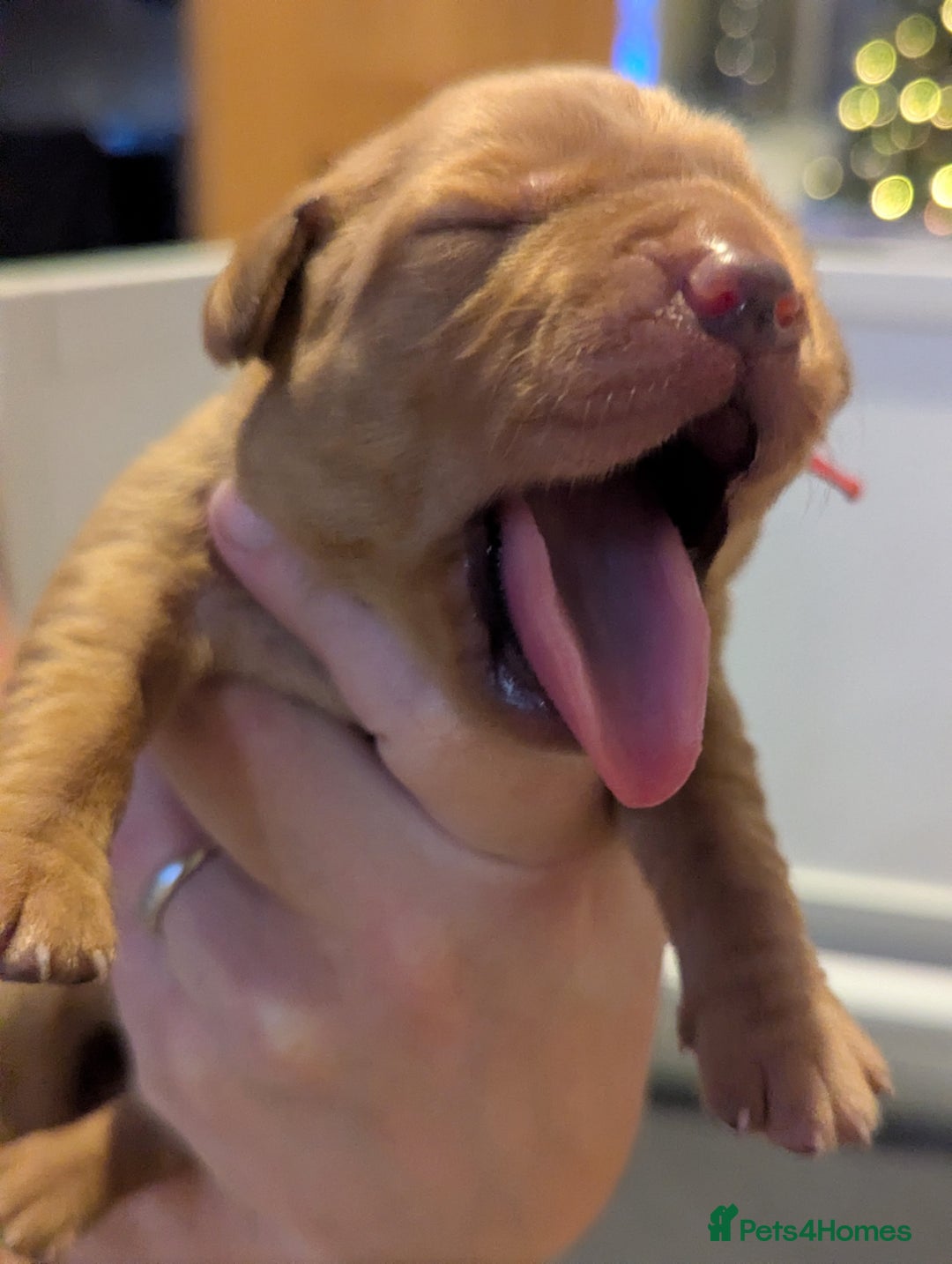 Labrador Retriever dogs for sale: Fox Red Working Labrador Retriever Puppies - Advert 19