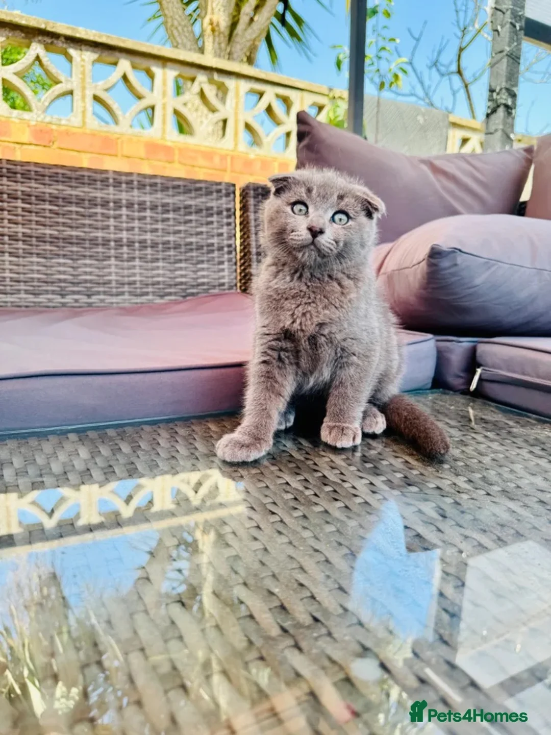 Scottish Fold cats for sale: ✨Kittens looking for forever home ✨ - Advert 39
