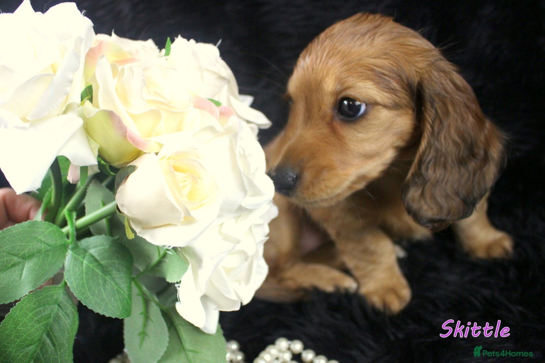 Miniature Dachshund dogs for sale: KC PRA Clear Mini Longhair Daxies – Dapple - Advert 14