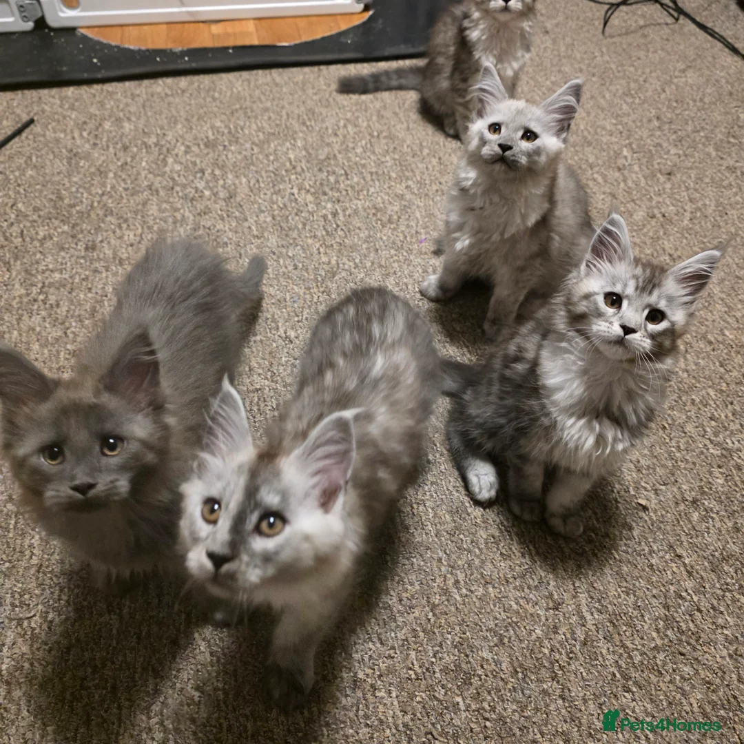 Maine Coon cats for sale: Tica reg kittens- neutered. 3 left Ready soon - Advert 7