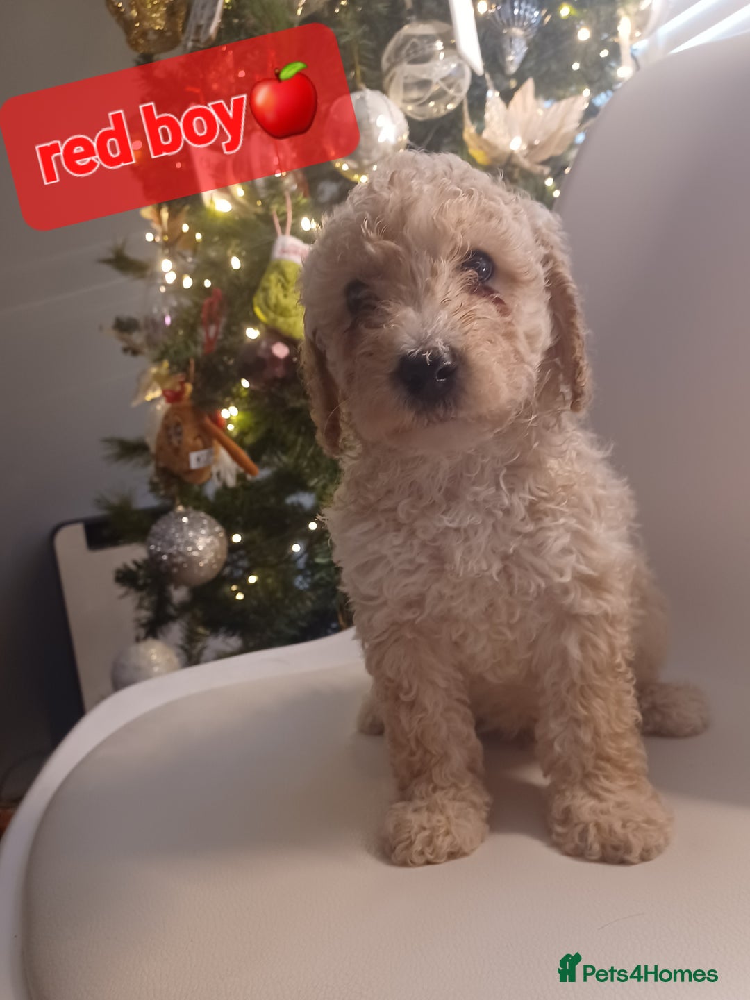 Cavapoo dogs for sale: 🐶  Cavapoo/ miniature poodle 🐶  - Advert 28