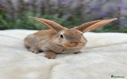 Mini Lop rabbits for sale: Ready now 🐰 mini Rex x mini plush lop babies!  - Image 8