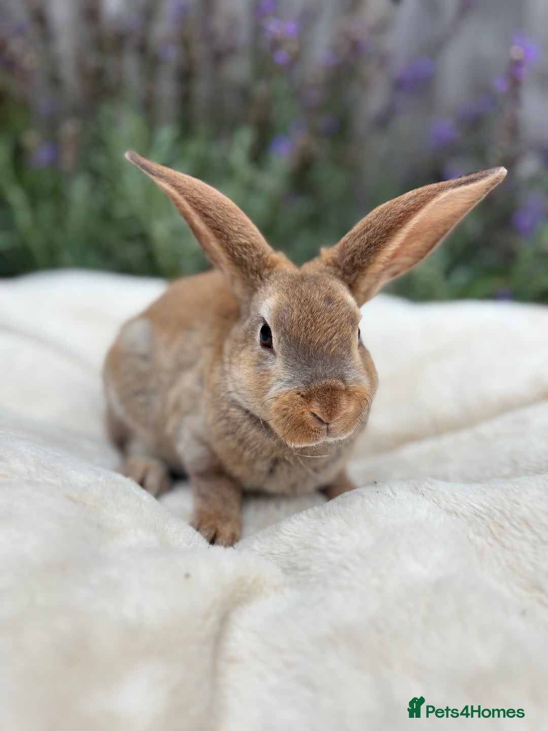 Mini Lop rabbits for sale: Ready now 🐰 mini Rex x mini plush lop babies!  - Image 8