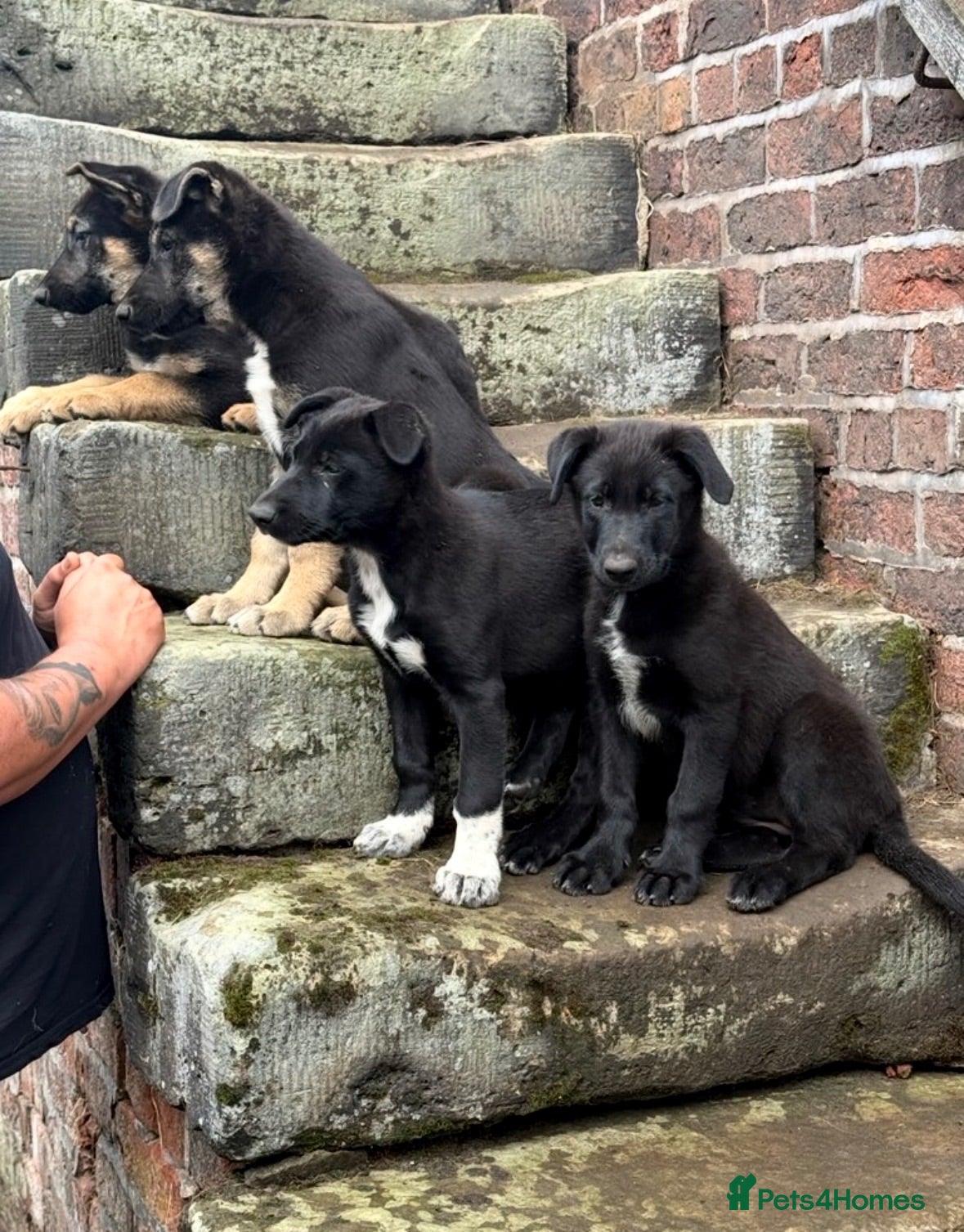 Mixed Breed dogs 1GIRL LEFTBeautiful FarmBred Shollie Puppies - Advert 1