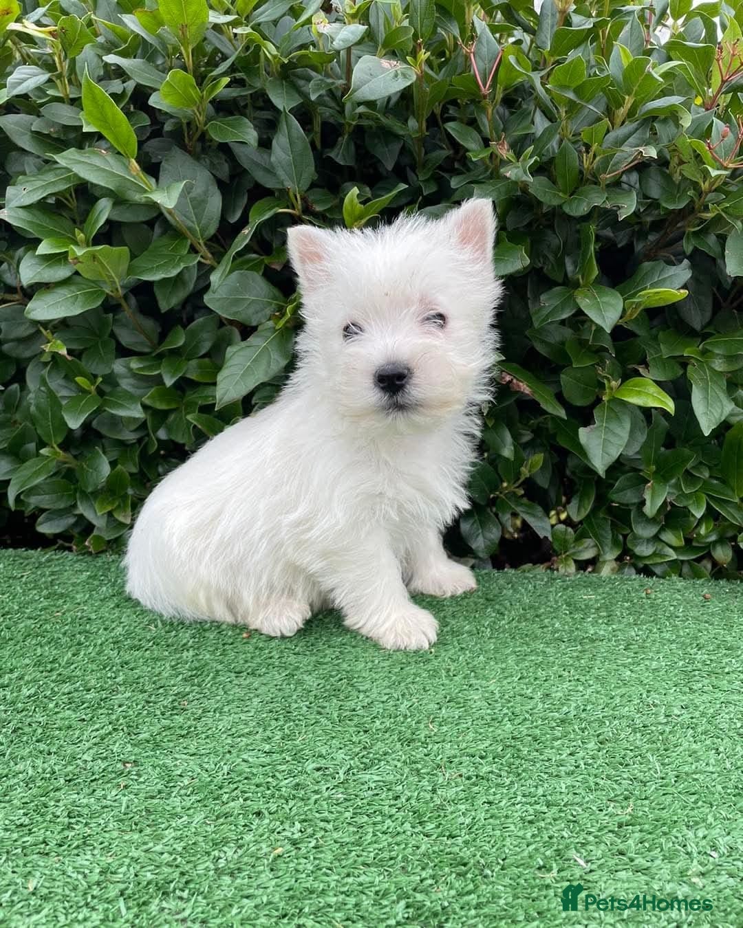 West Highland Terrier dogs for sale: Stunning West Highland puppies - Image 9