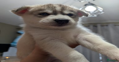 Siberian Husky dogs - Advert 15