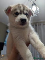 Siberian Husky dogs - Advert 15