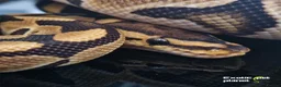 Python Snake reptiles for sale: Various Royal Pythons from £30 in Tadcaster - Advert 4