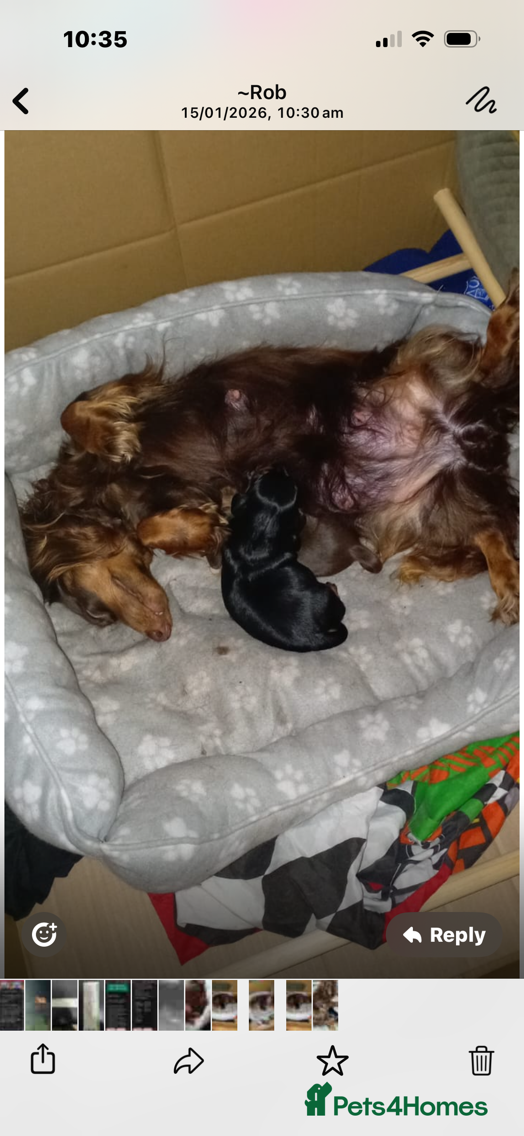 Dachshund dogs for sale: Miniature longhair dachshund puppies kc reg - Advert 3