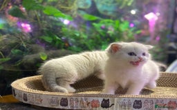 Scottish Fold cats for sale: TICA Full Pedigree kitten available  - Image 18
