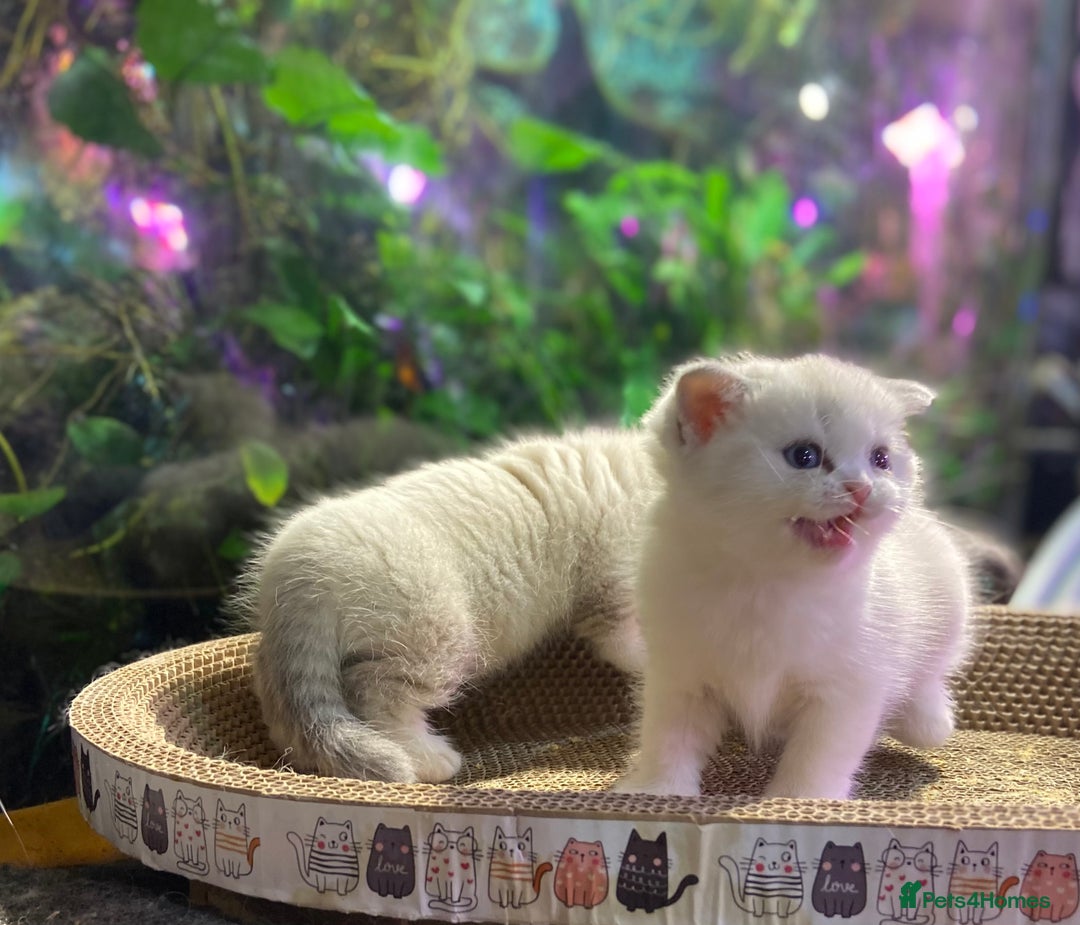 Scottish Fold cats for sale: TICA Full Pedigree kitten available  - Image 18