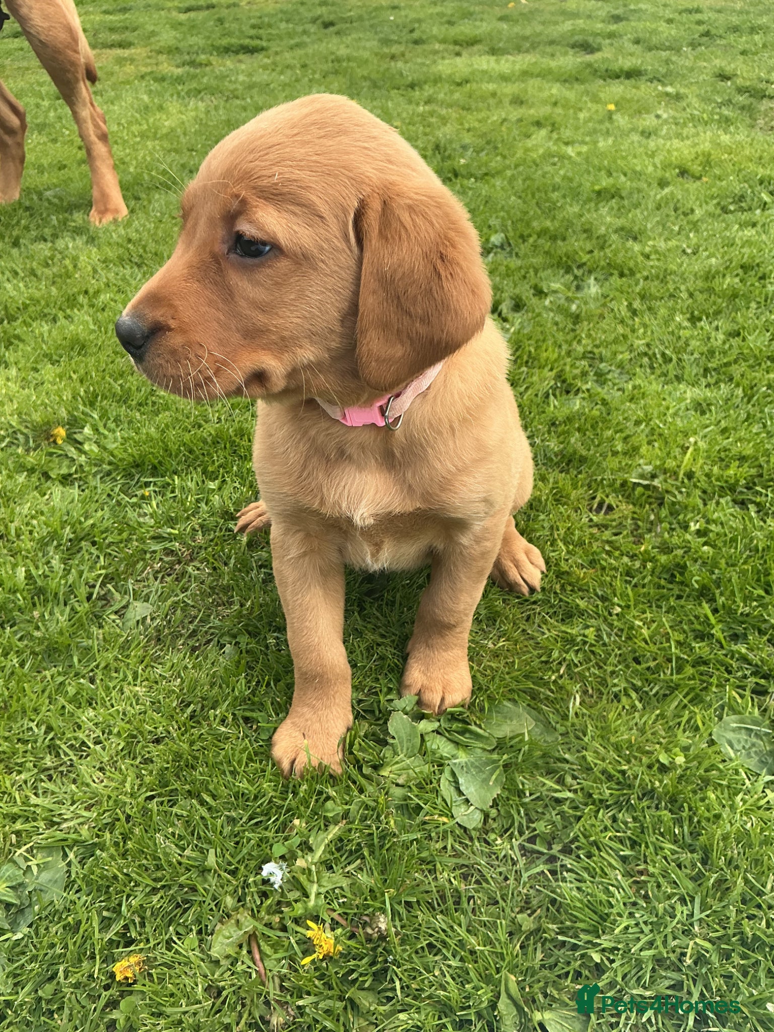 Labrador Retriever dogs For Red Labrador pups. KC REG/COUNCIL LICENSED  - Advert 2