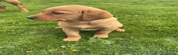 Labrador Retriever dogs for sale: For Red Labrador pups. KC REG/COUNCIL LICENSED  - Advert 2