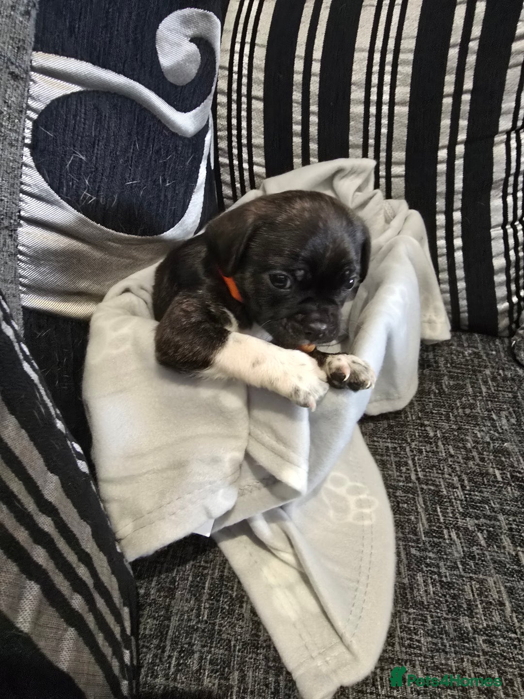Mixed Breed dogs for sale: Puppy chugs 4 boys  - Image 28