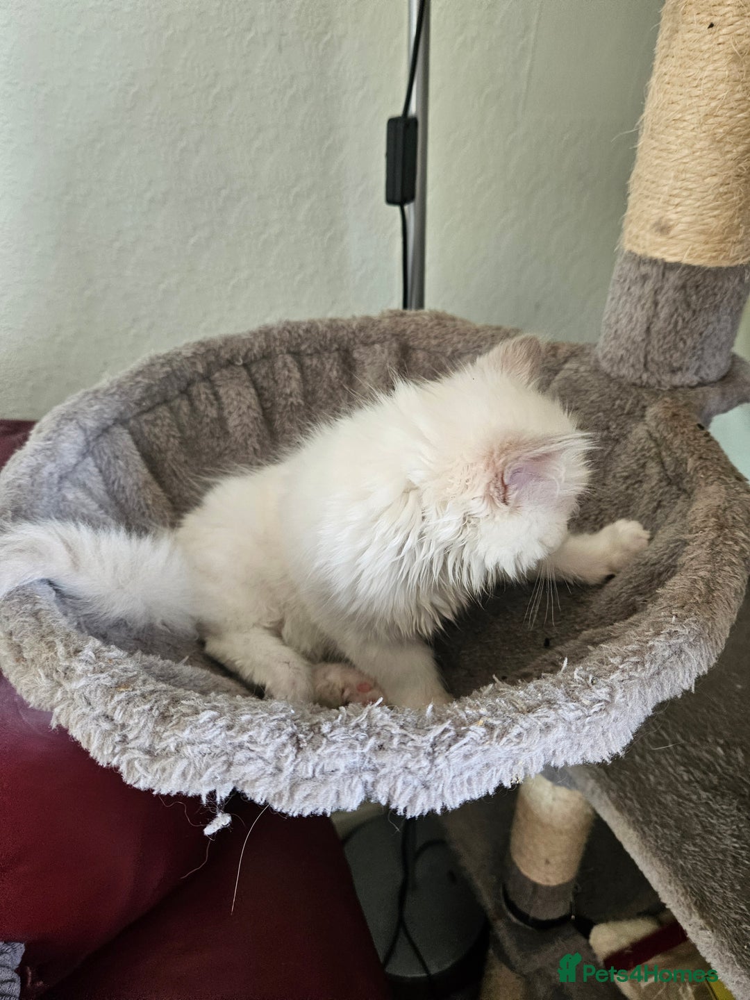 Ragdoll cats for sale: Fluffy female ragdoll - Image 3