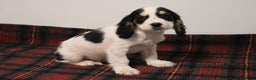 Cocker Spaniel dogs for sale: Stunning Cocker Spaniel Puppies. Now ready.  - Advert 11
