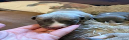 Whippet dogs for sale: Exceptional bred whippets for sale  in Stafford - Advert 12