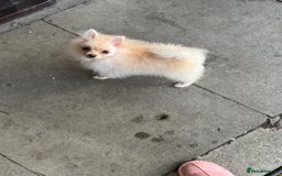 Pomeranian dogs for sale: Poms  - Image 4