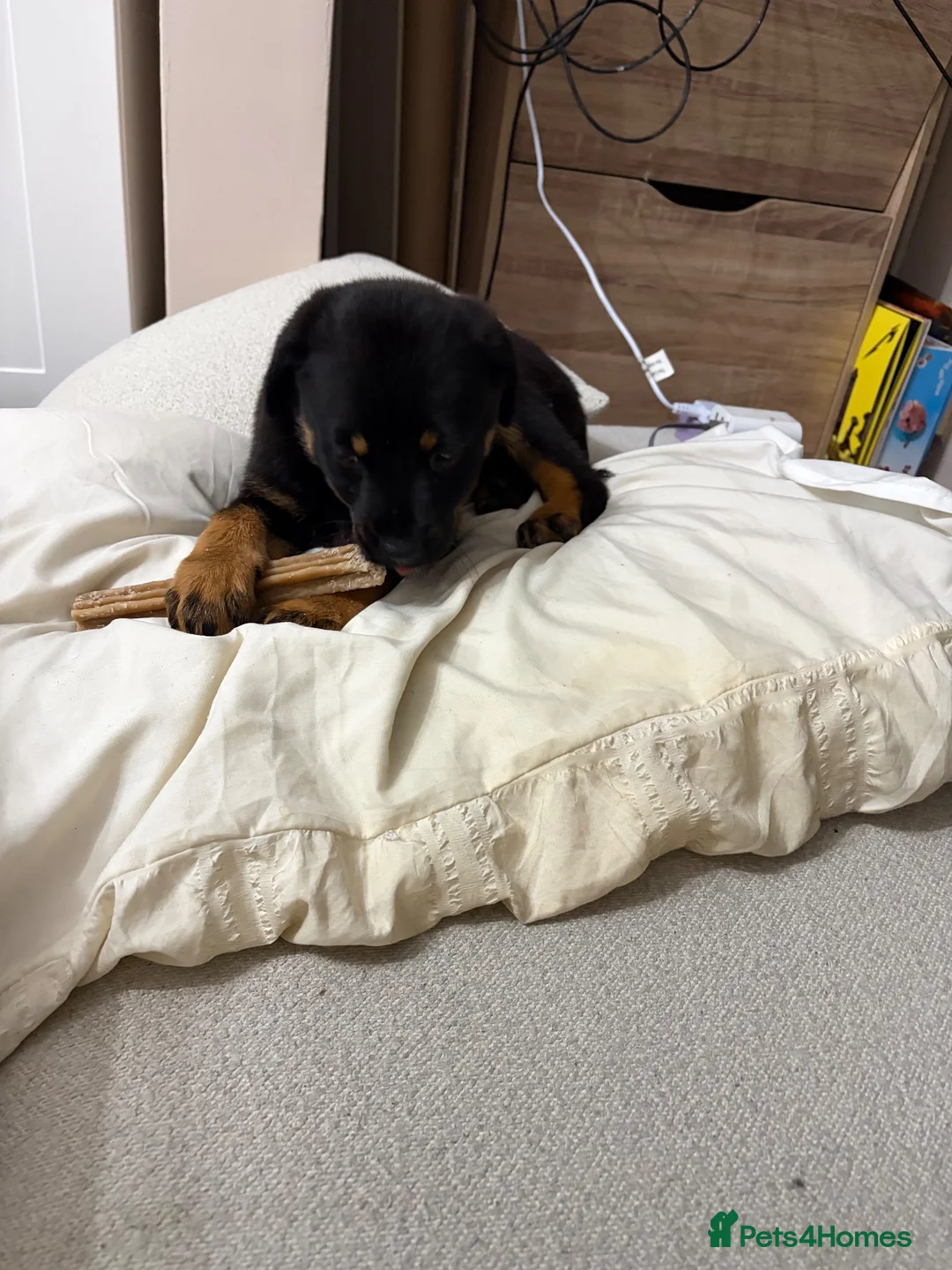 Rottweiler dogs for sale: Female pup  in Bolton - Advert 3