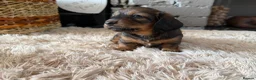 Miniature Dachshund dogs for sale: Beautiful Miniature Dachshund Puppies - Advert 14