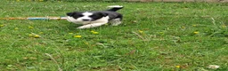 Mixed Breed dogs for sale: Lovely Sprollie Puppies  - Advert 12