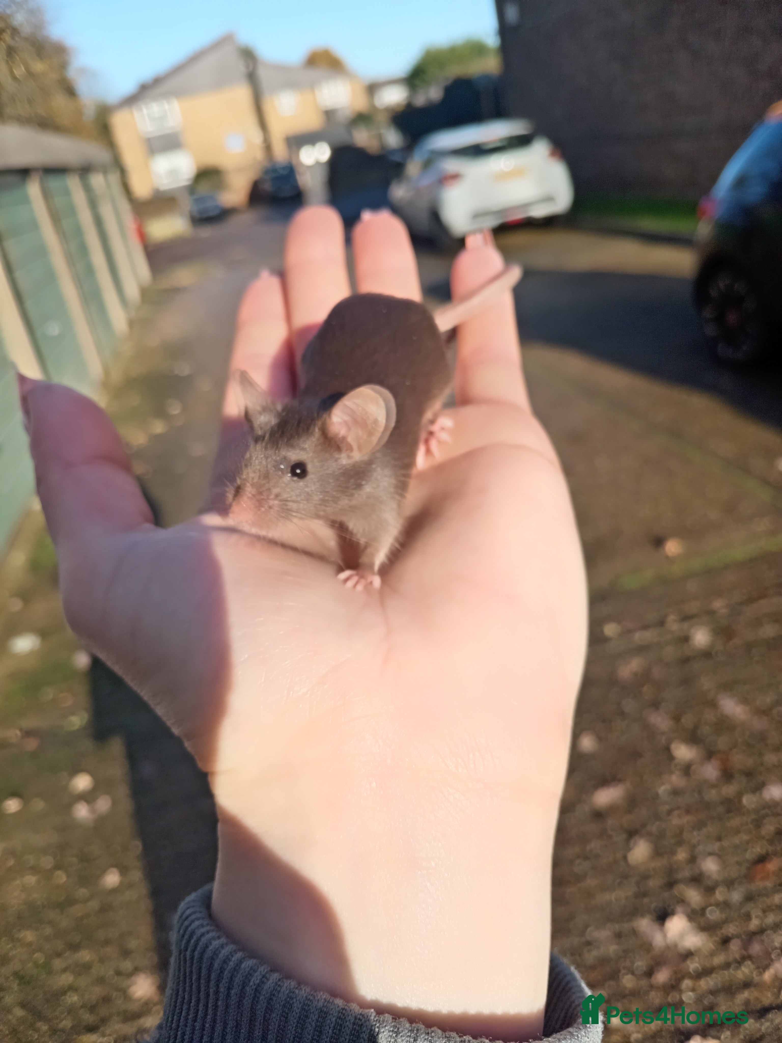 Mouse rodents Male fancy mice ready now - Advert 7