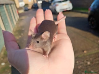 Mouse rodents Male fancy mice ready now - Advert 7