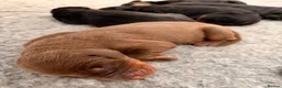 Dobermann dogs for sale: KC Registered Doberman Puppies | Health Tested 🐾 - Advert 3