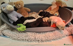 Goldendoodle dogs for sale: Quality goldendoodle puppies*4available,6reserved  - Image 30