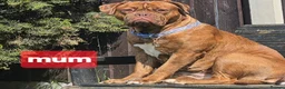 Dogue De Bordeaux dogs for sale: DOGUE DE BORDEAUX PUPPIES in Newark - Advert 7