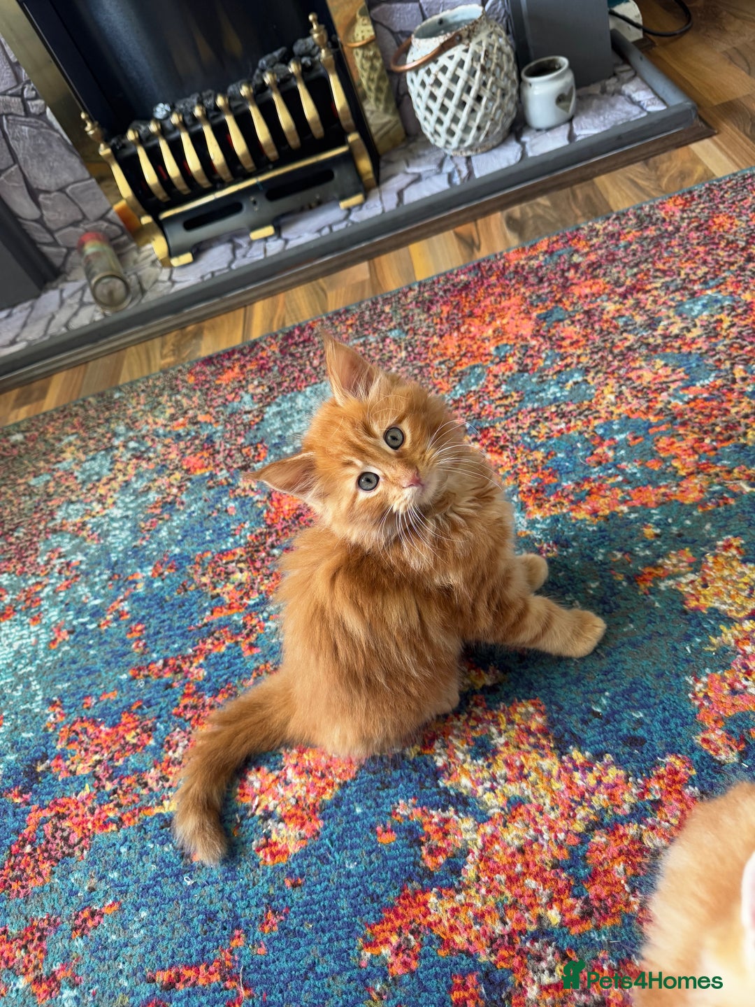 Maine Coon cats for sale: Cross Maine coon for sale  - Image 4