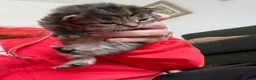Mixed Breed cats for sale: 8 fluffy kittens looking for forever home in Sale - Advert 5