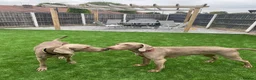 Weimaraner dogs for stud: KING KAISER in Manchester - Advert 9