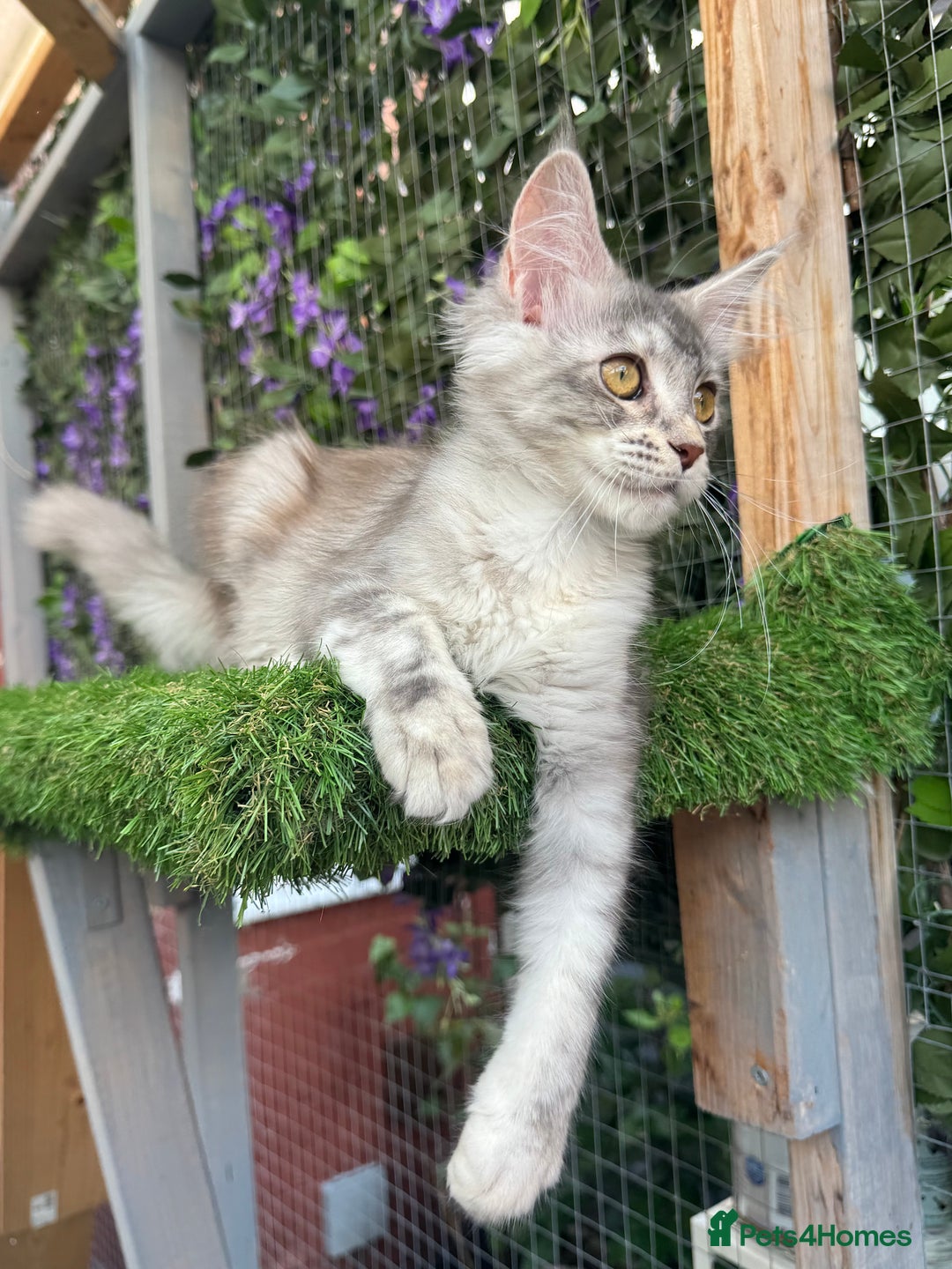Maine Coon cats for sale: Russian bloodline Maine Coon Kittens 20+Gen! 🏆 - Image 33