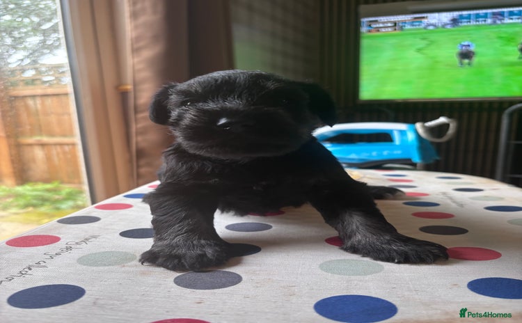 Miniature Schnauzer dogs - Advert 4