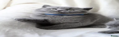 Adorabrits Lawrence 