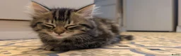 Mixed Breed cats for sale: Beautiful playful boy - Advert 2